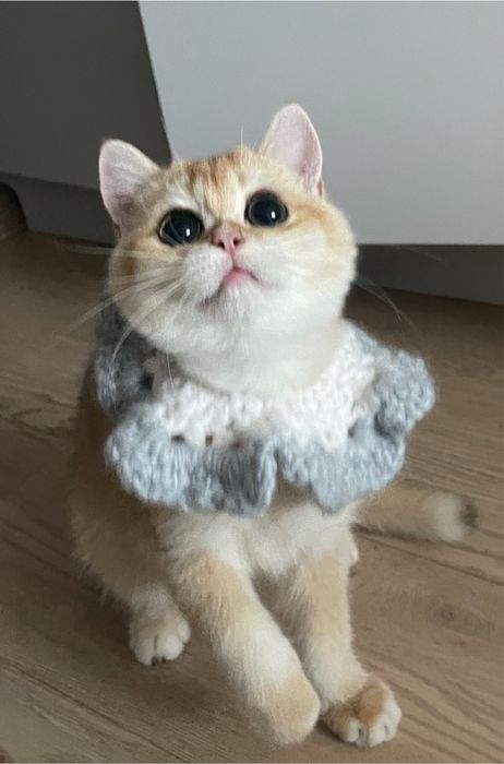 Коти котята кошки катята кіт киця кошеня кішка розплідник