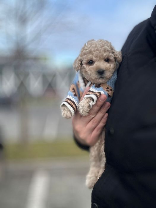 Дружелюбний хлопчик мальтіпу