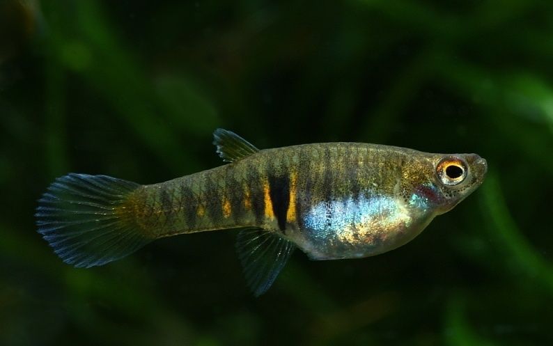 Promocjaaa ! ! Drobnotka Nadobna Piękna Maleńka Rybka Żyworodna !