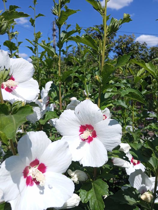 Продам саженцы гибискуса.,2 вида.