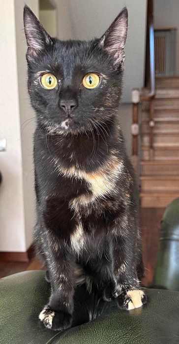 Чарівна дівчинка шукає родину.