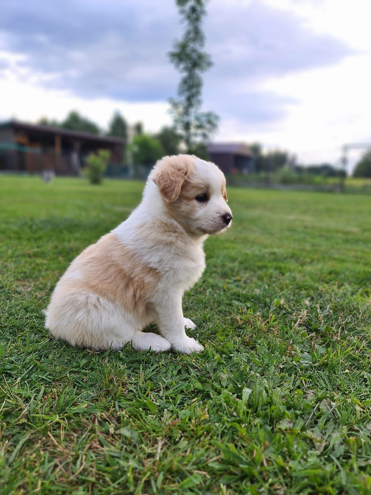 Piesek border collie ee-red do odbioru od połowy lipca