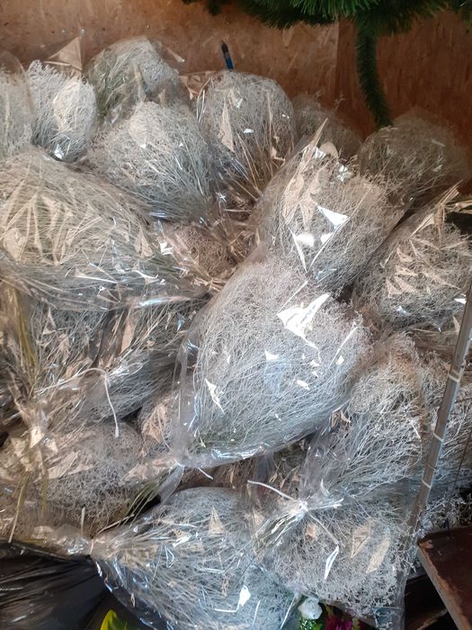 Limonium kolorowe i białe  zatrwian szerokolistny