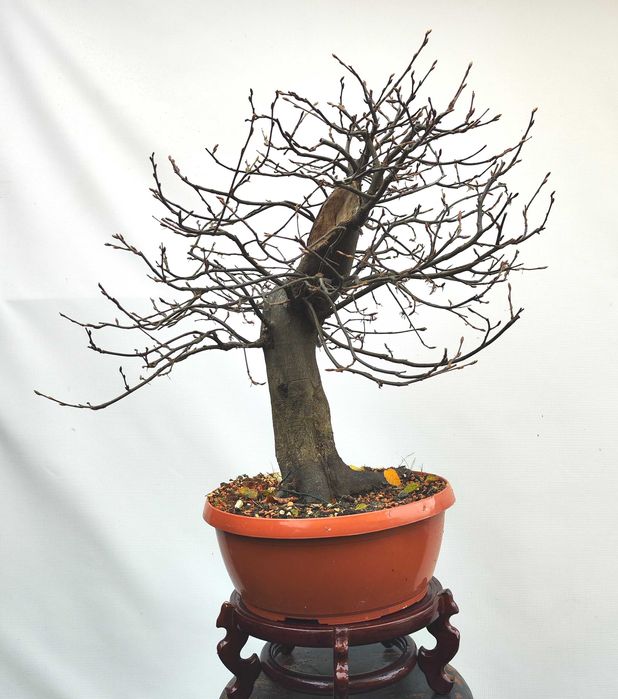 Pre Bonsai grab pospolity