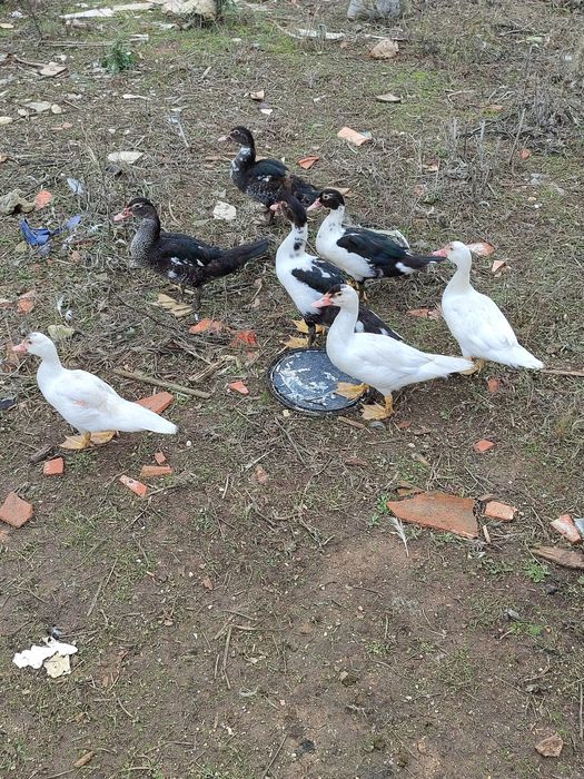 Vendo Galos e patos mudos