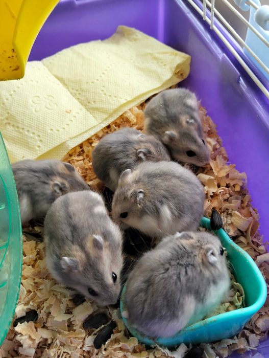 Хом'ячки джунгарики