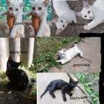 Отдам котят бесплатно
