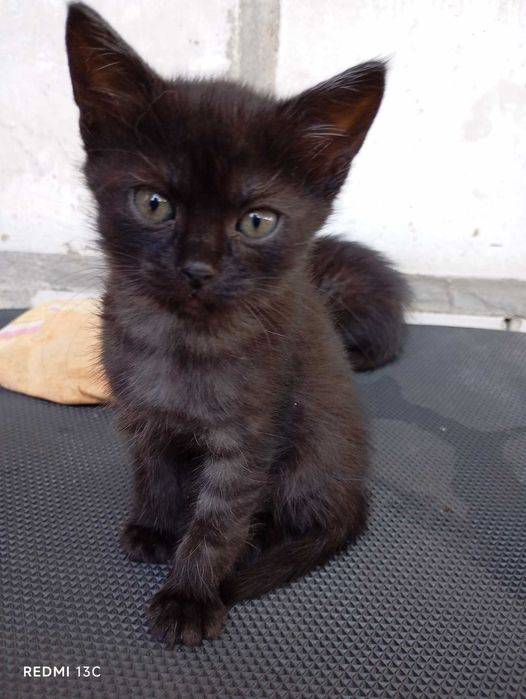 Віддаю в добрі руки дуже ввічливих і вихованих кошенят