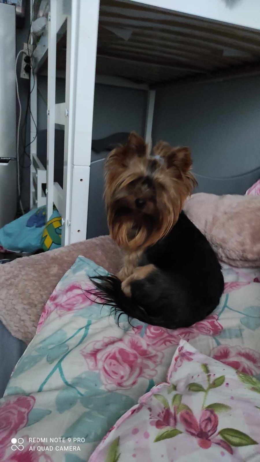 Yorkshire Terrier Yorki Pies