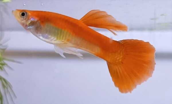 GB Gupik Orange - ryba krajowa - dowóz ryb!