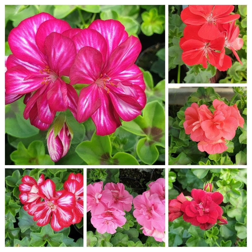 Kwiaty balkonowe doniczkowe pelargonie