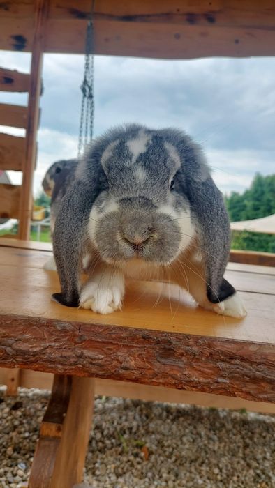 Samiec baran francuski szynszylowy srokacz