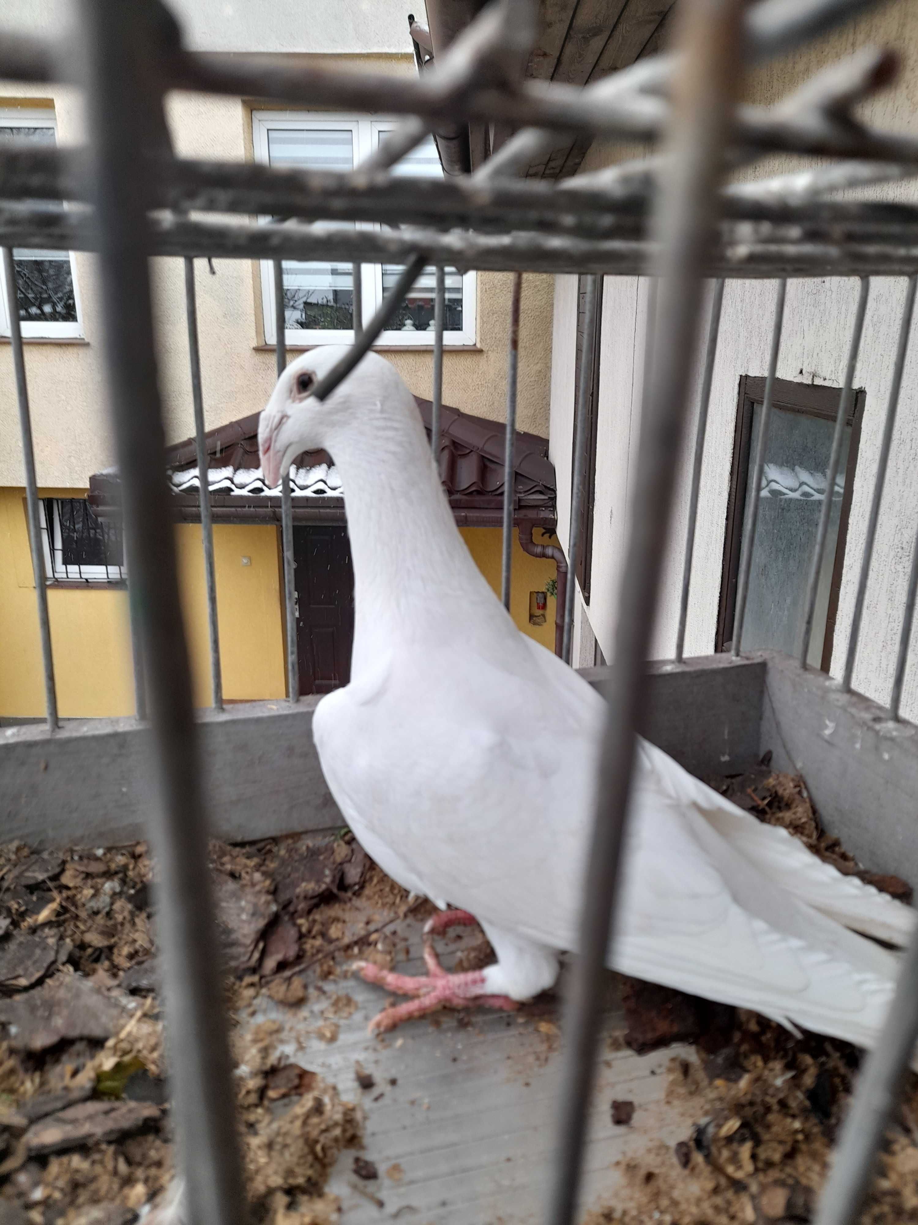 Sprzedam gołębie Rzeszowskie i Staropolskie ( LIKWIDACJA HODOWLI)