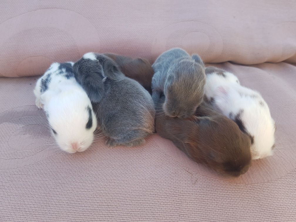 Królik mini lop (baranek) miniaturka pozostały 2 szt