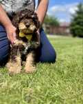 Szczenię samiec Lagotto Romagnolo FCI