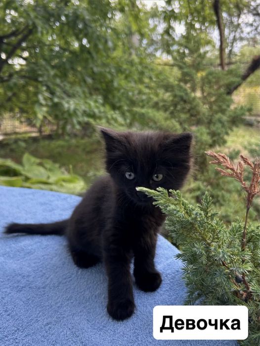 Отдам котят в хорошие руки