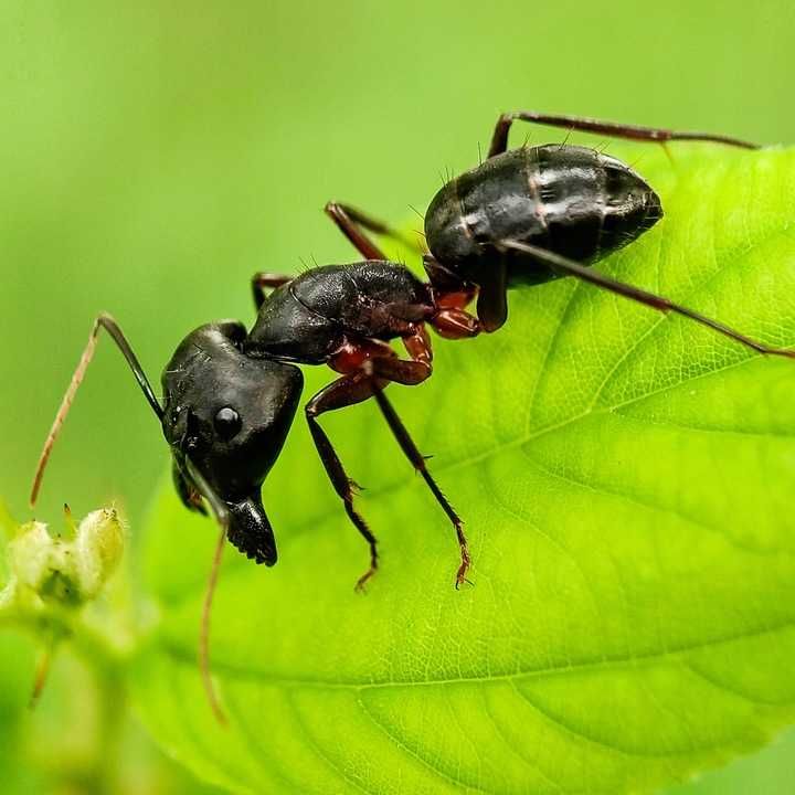 Anty Mrówka Naturalny Silny Środek Proszek Na Mrówki Faraonki 1kg