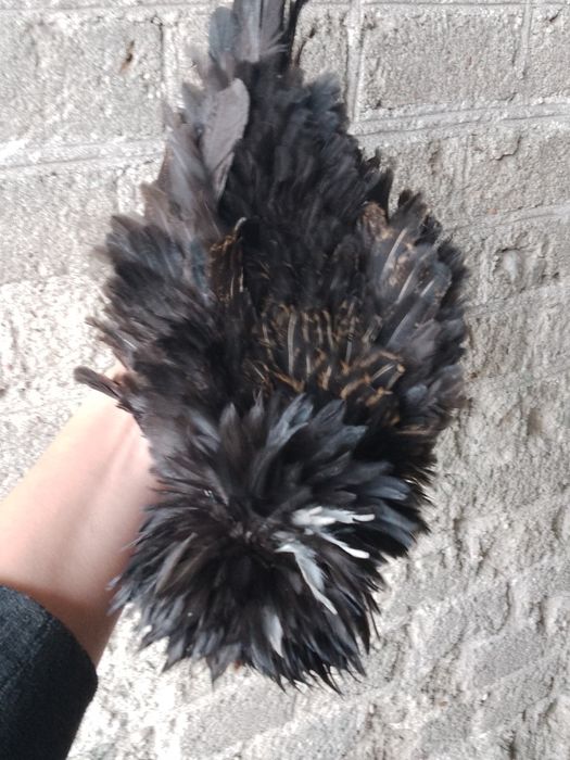 Silki silka czubatka lokowana trójbarwna Brahma kochin sułtan chabo