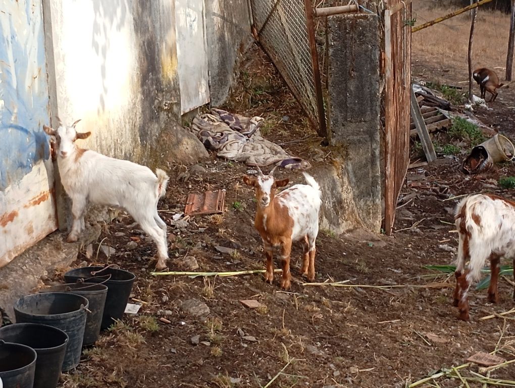 Cabra cheia com duas filhas