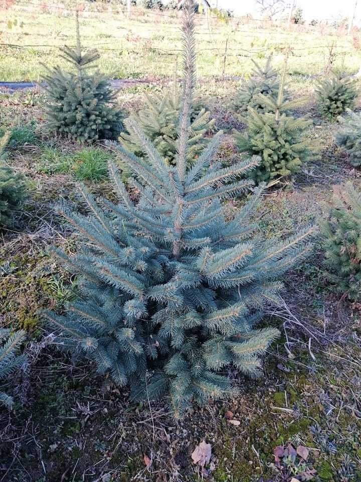 Świerk srebrny, Jodła kaukasa Choinki  Drzewka 100-250 cm