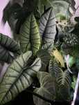 Алоказія Платінум бульби alocasia platinum bisma
