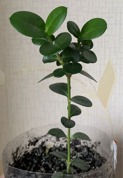 Каріса або кімнатна слива, сіянці