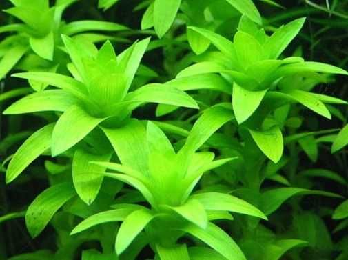 Tonina fluviatilis - Roślina do akwarium