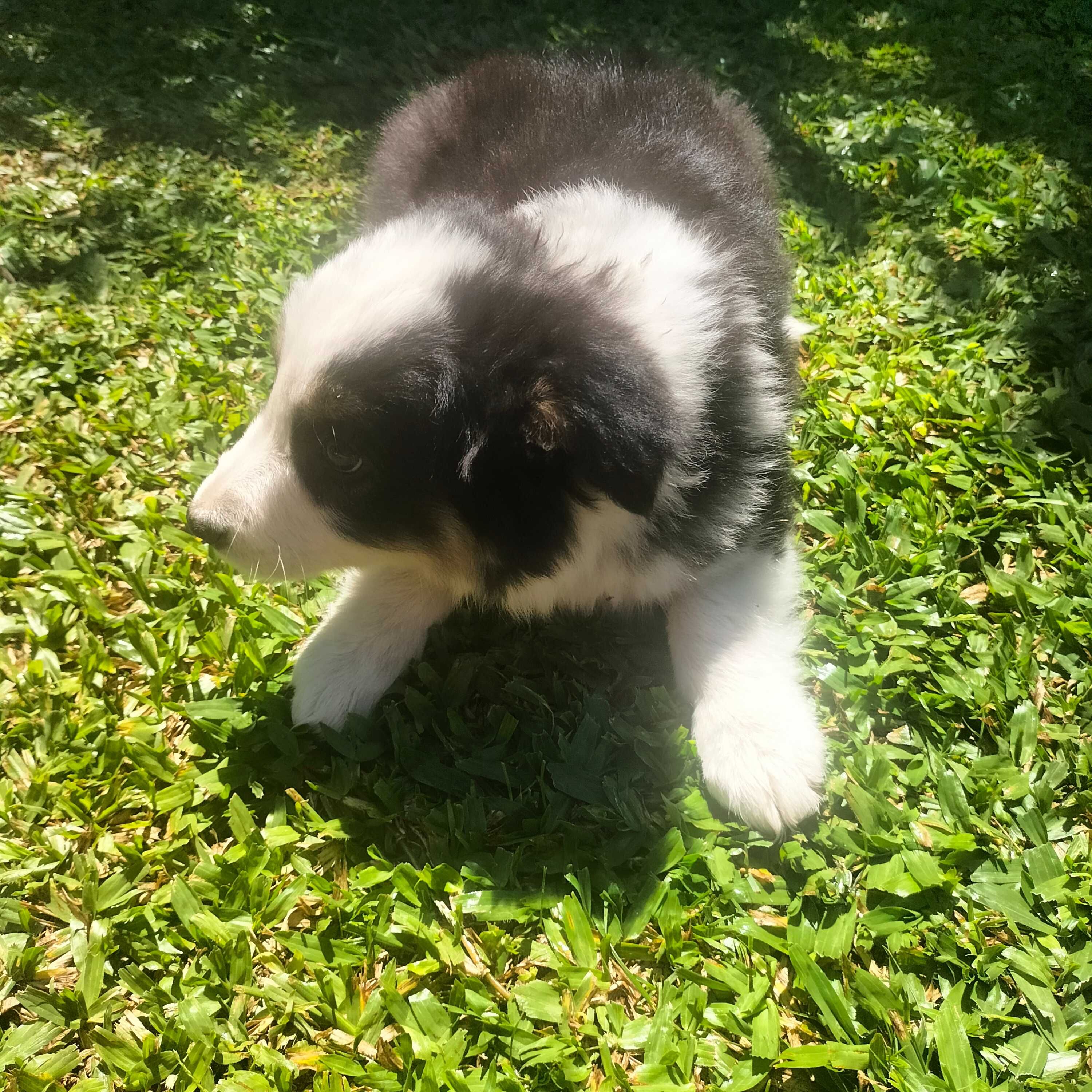 Border collie tricolor