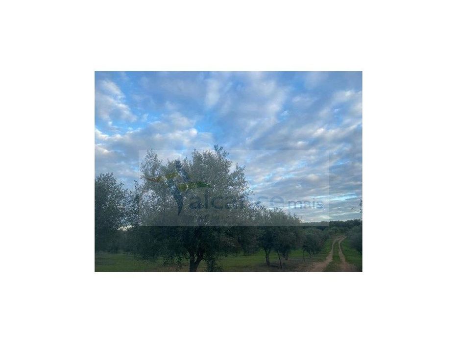 Herdade com 240 hectares em Mourão