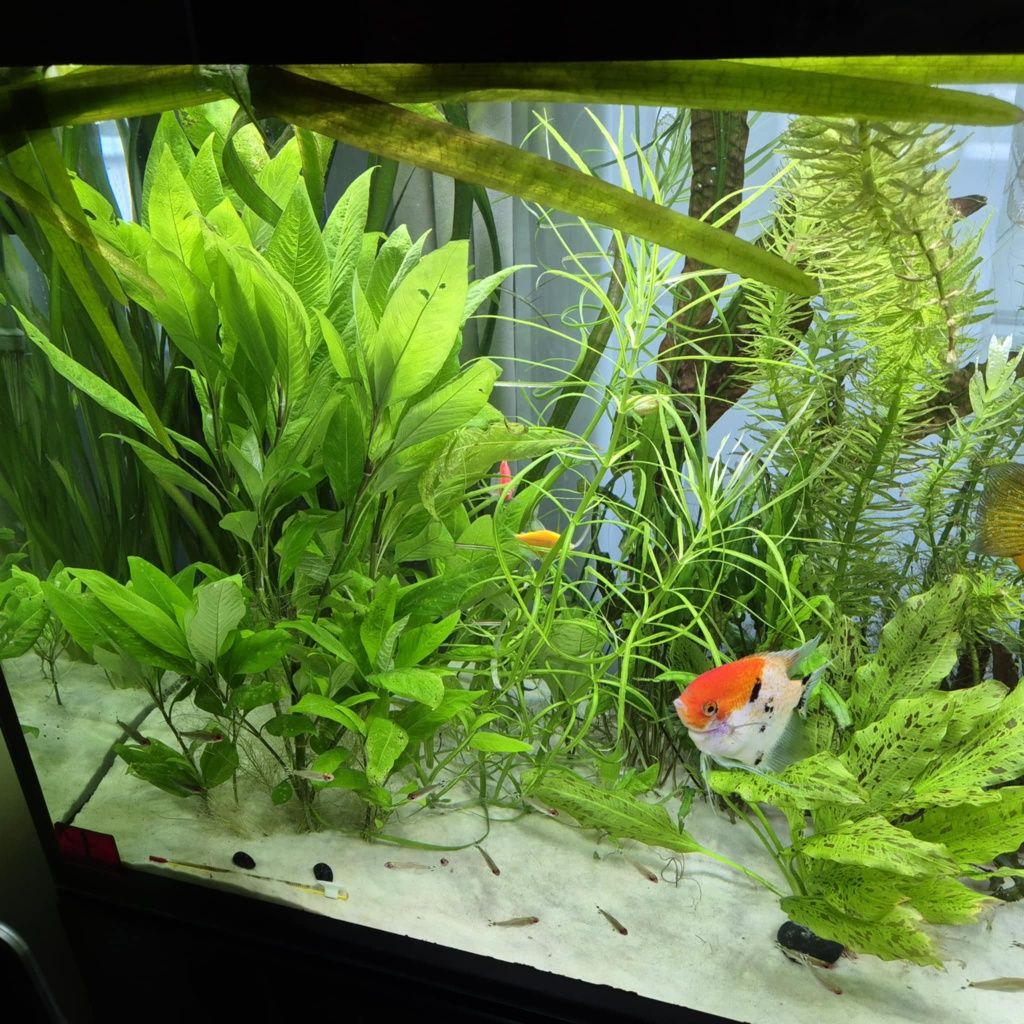 Akwarium Aquel 120 ok. 300litrow z życiem