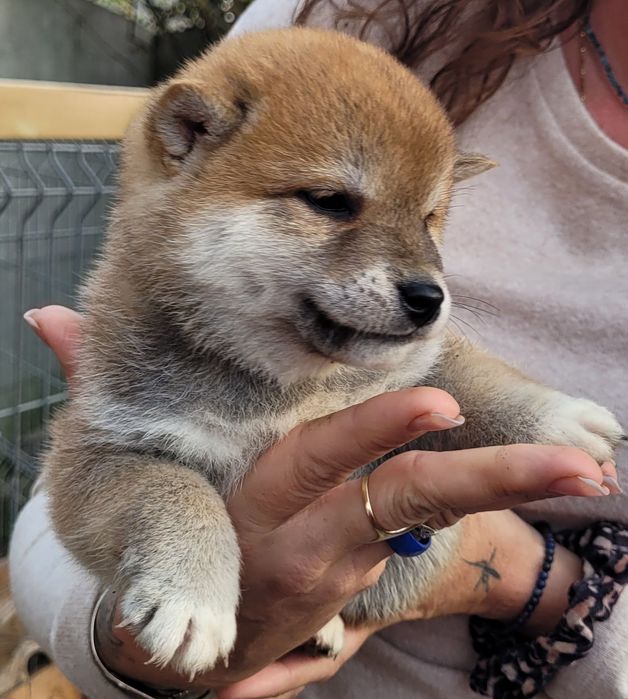 Shiba Inu samczyk! Gotowy do odbioru!