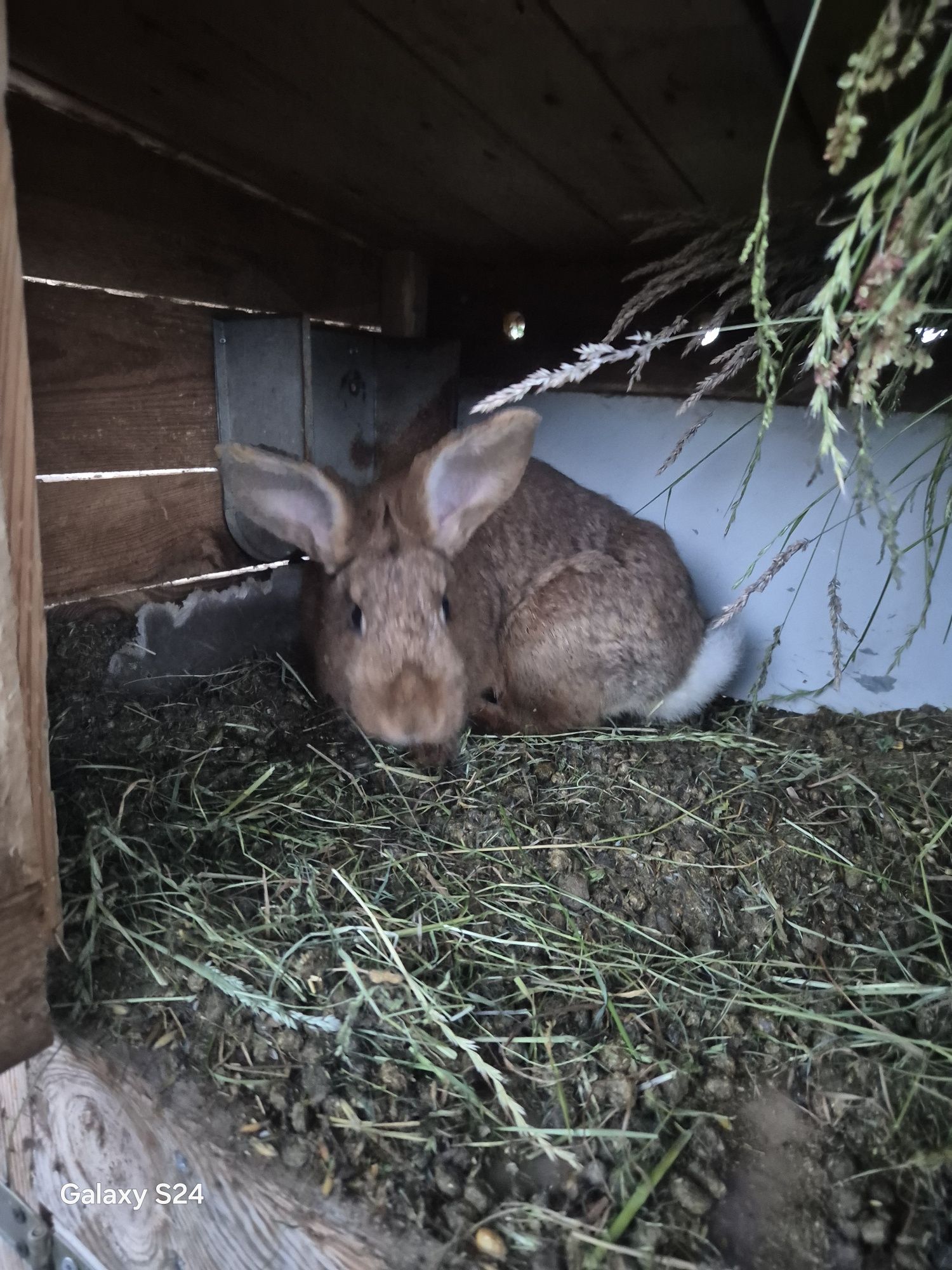 Króle małe i duze atrakcyjne ceny