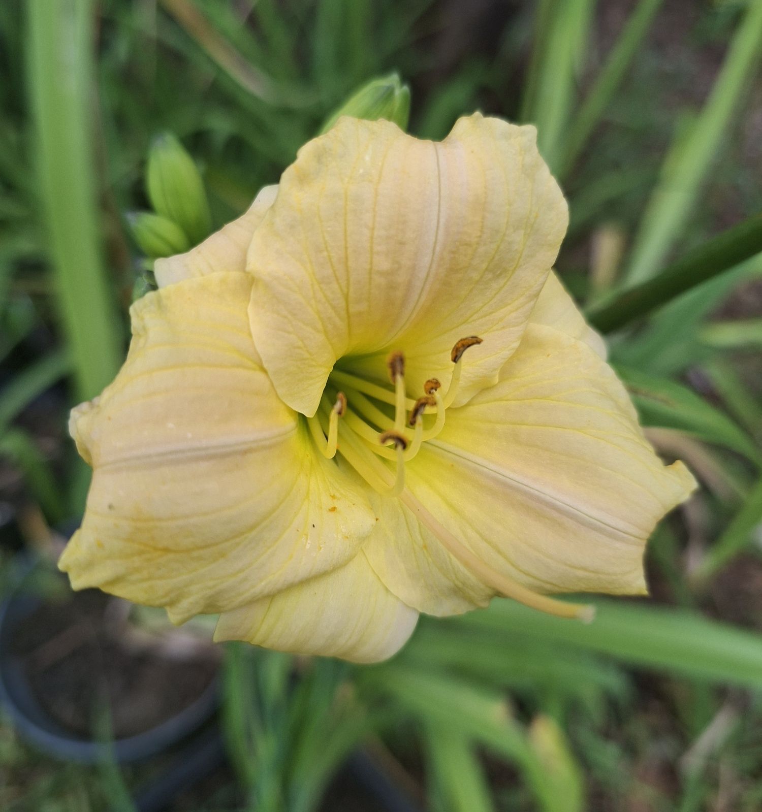 Liliowiec sadzonka