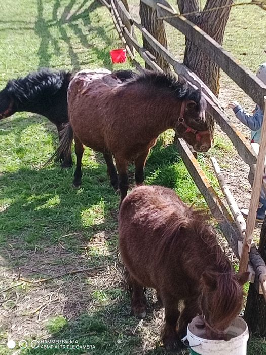 Sprzedam kucyka  ogierka  kucyki kucyk !