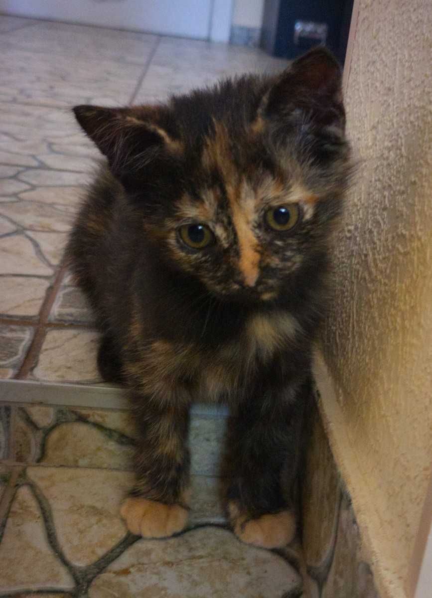 Котята-Ассорти ищут Новый Дом!