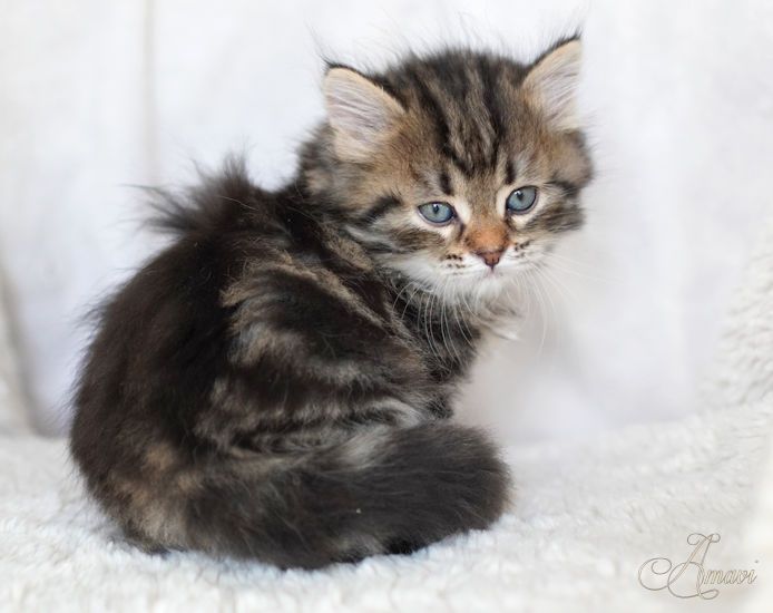 (REZERWACJA) Kocięta syberyjskie z Amavi - kocurek Verse of Joy