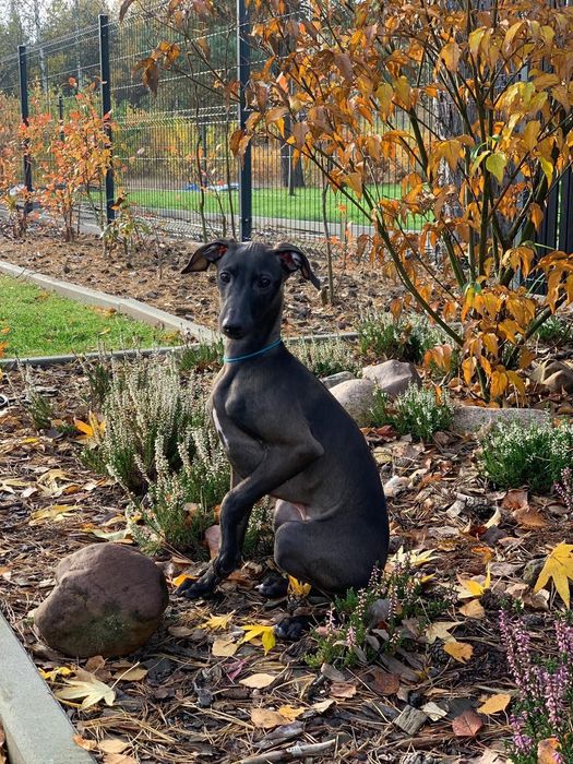 Charcik włoski*samczyk*ChartyJagi (FCI)