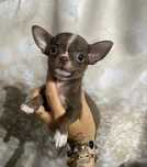 Chihuahua***Mini***Sunia***Czekoladowa