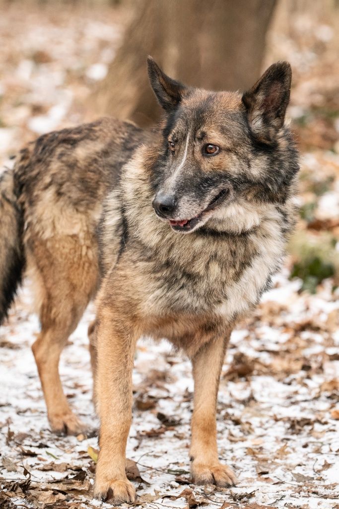 Bies pilnie potrzebuje domu!