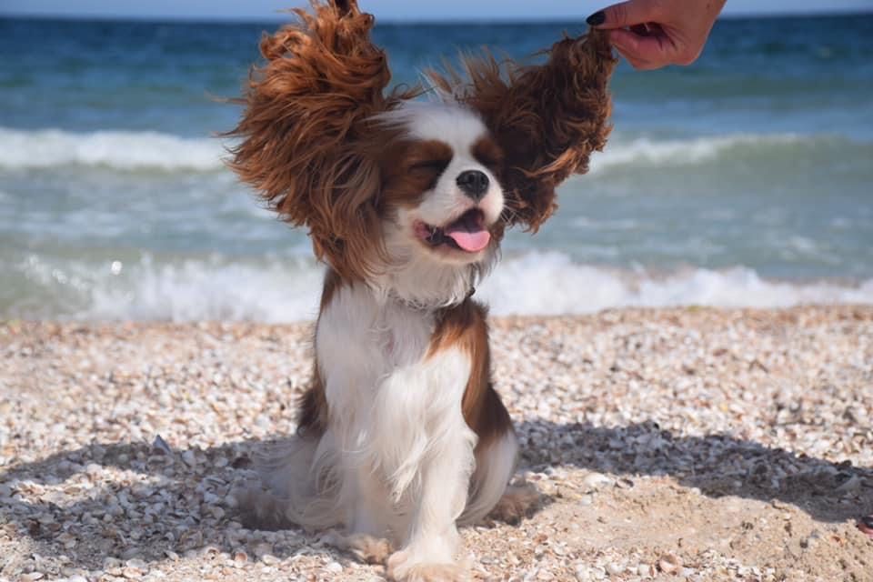 Samiec Cavalier King Charles spaniel