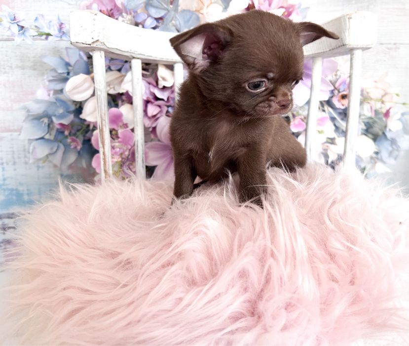 ***Czekoladowy maluszek chihuahua***