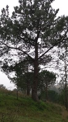 Pinheiros bravos (Pinus pinaster)