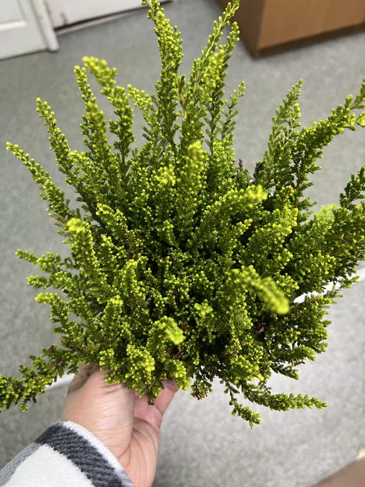 Вереск +барбарис  набір