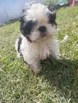 Chłopak Shih tzu