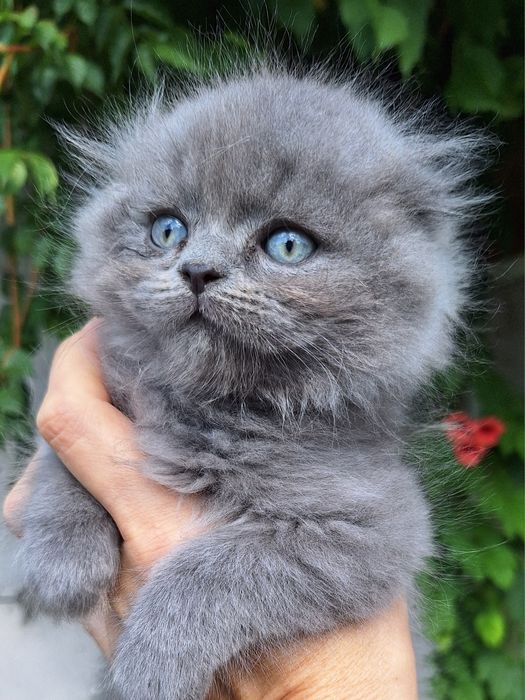 Хайленд фолд кошенята