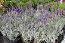 Lawenda fioletowa hidcote blue , biała edelweiss , perowskia Producent