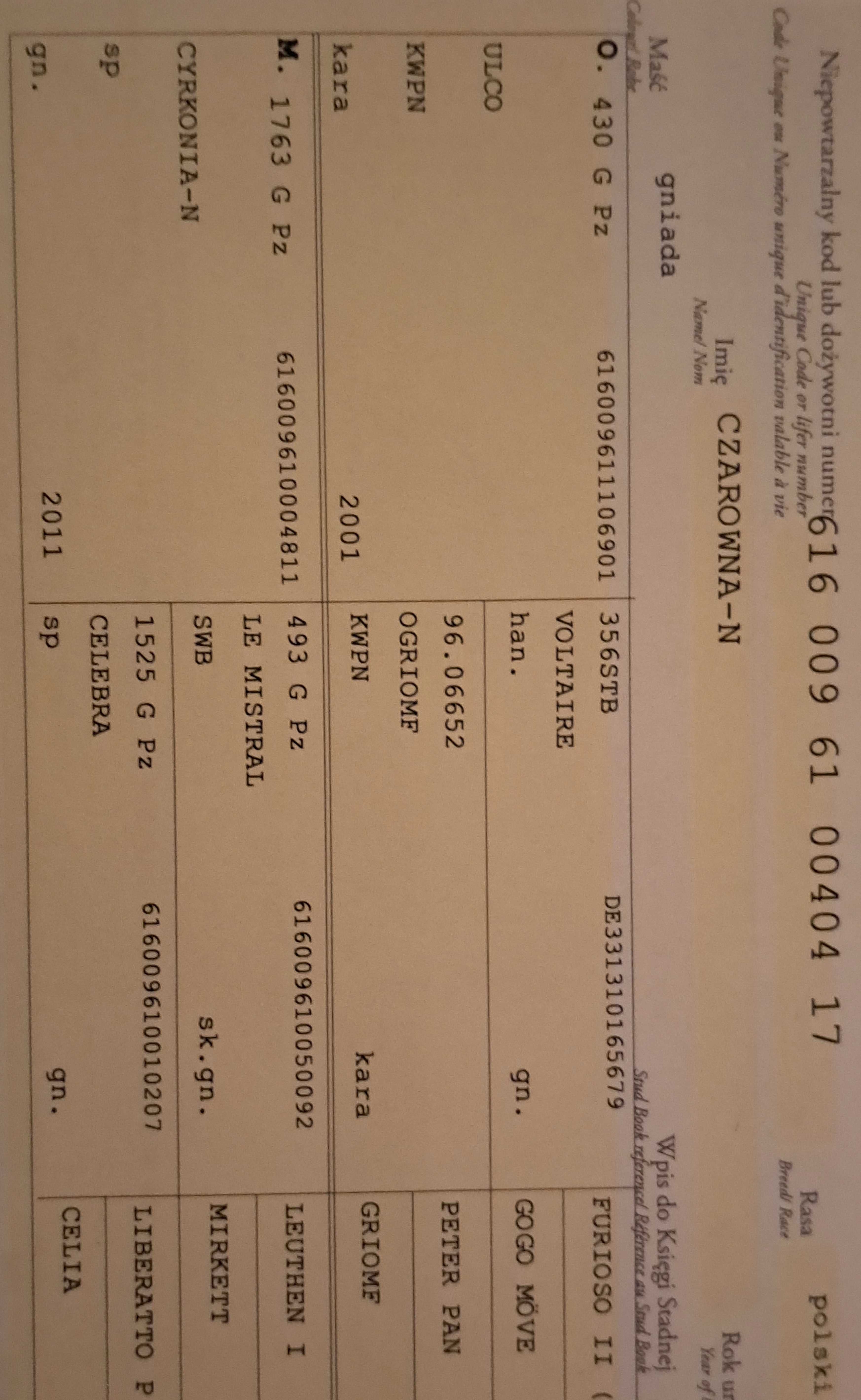 Roczna klaczka po Pelle van voshaar /Pegase vant ruytershof