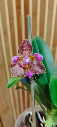 Орхідея, фаленопсис