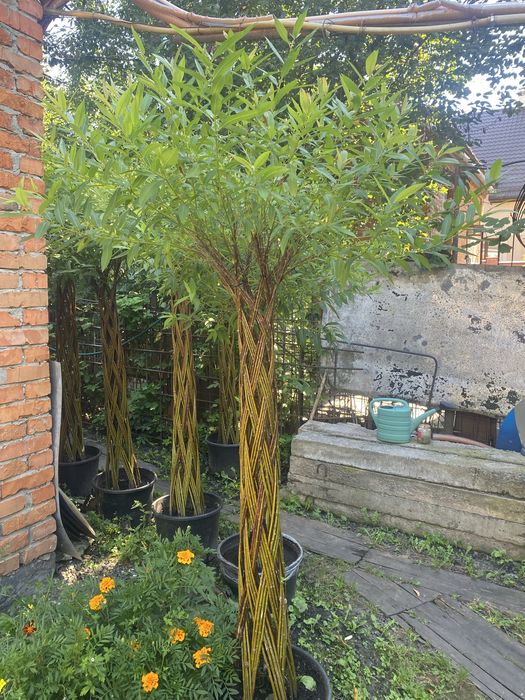 Верба плетена