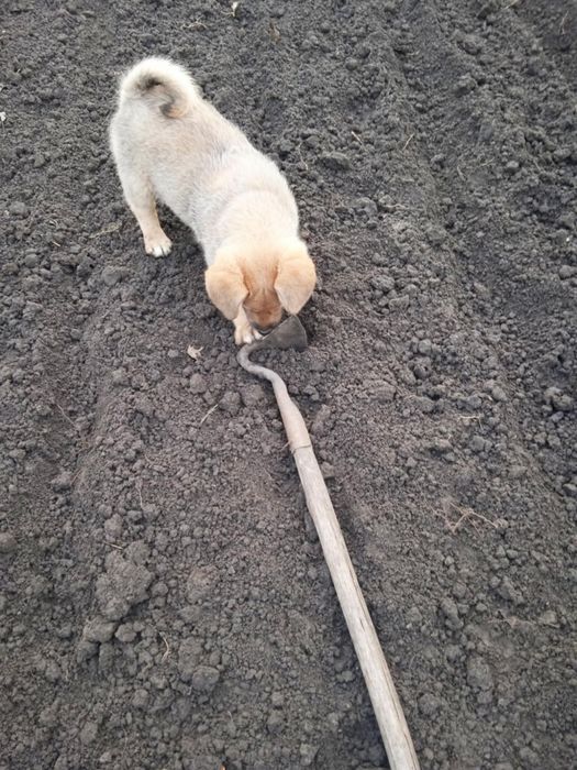 Цуцик в добрі руки